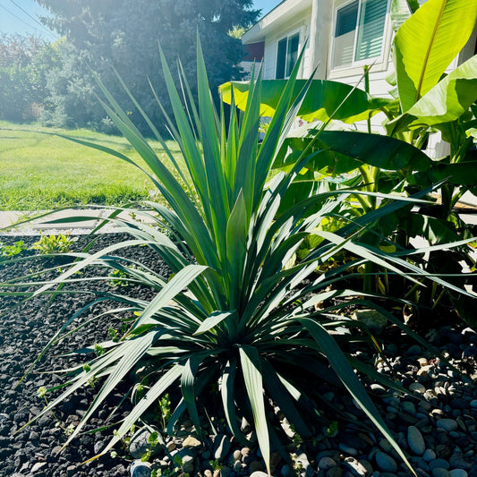 Yucca recurvifolia 'OR' - Curved Leaf Yucca COLD HARDY