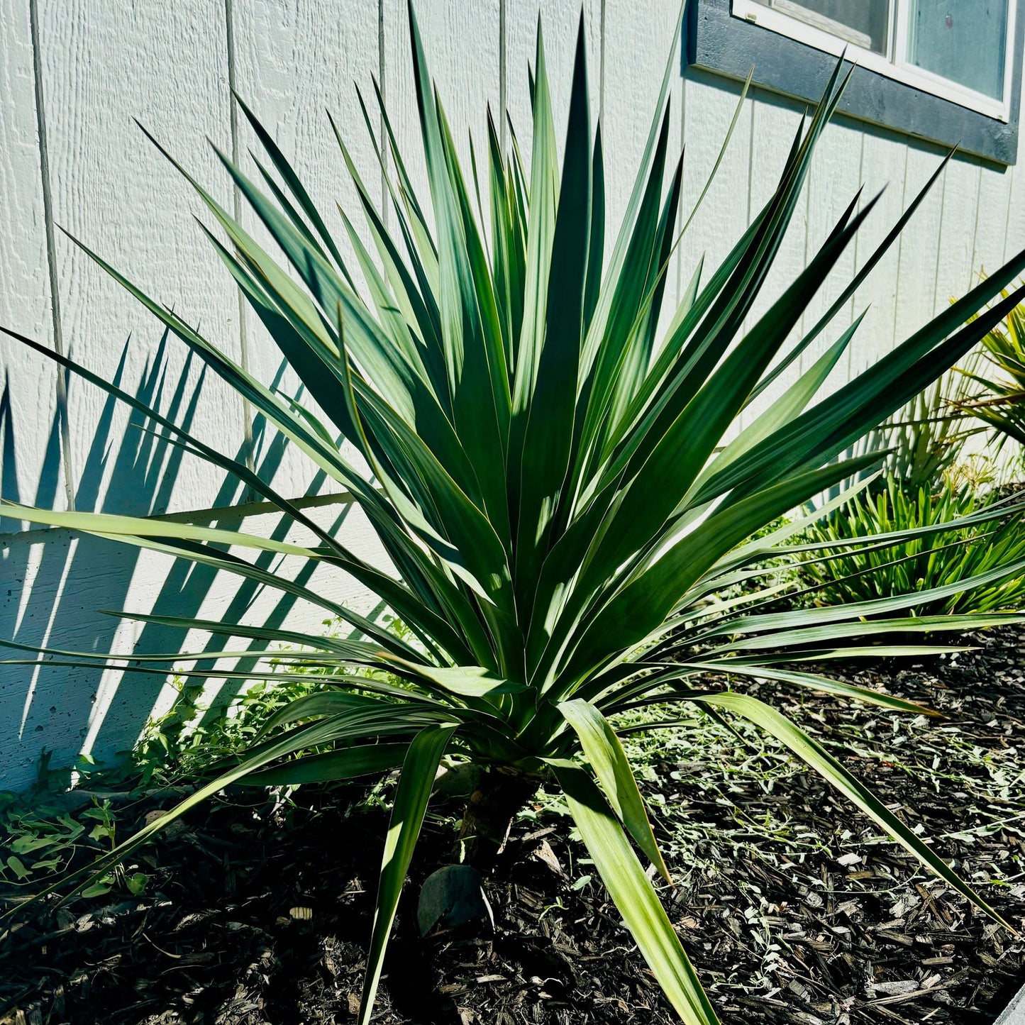 Yucca recurvifolia 'OR' - Curved Leaf Yucca COLD HARDY