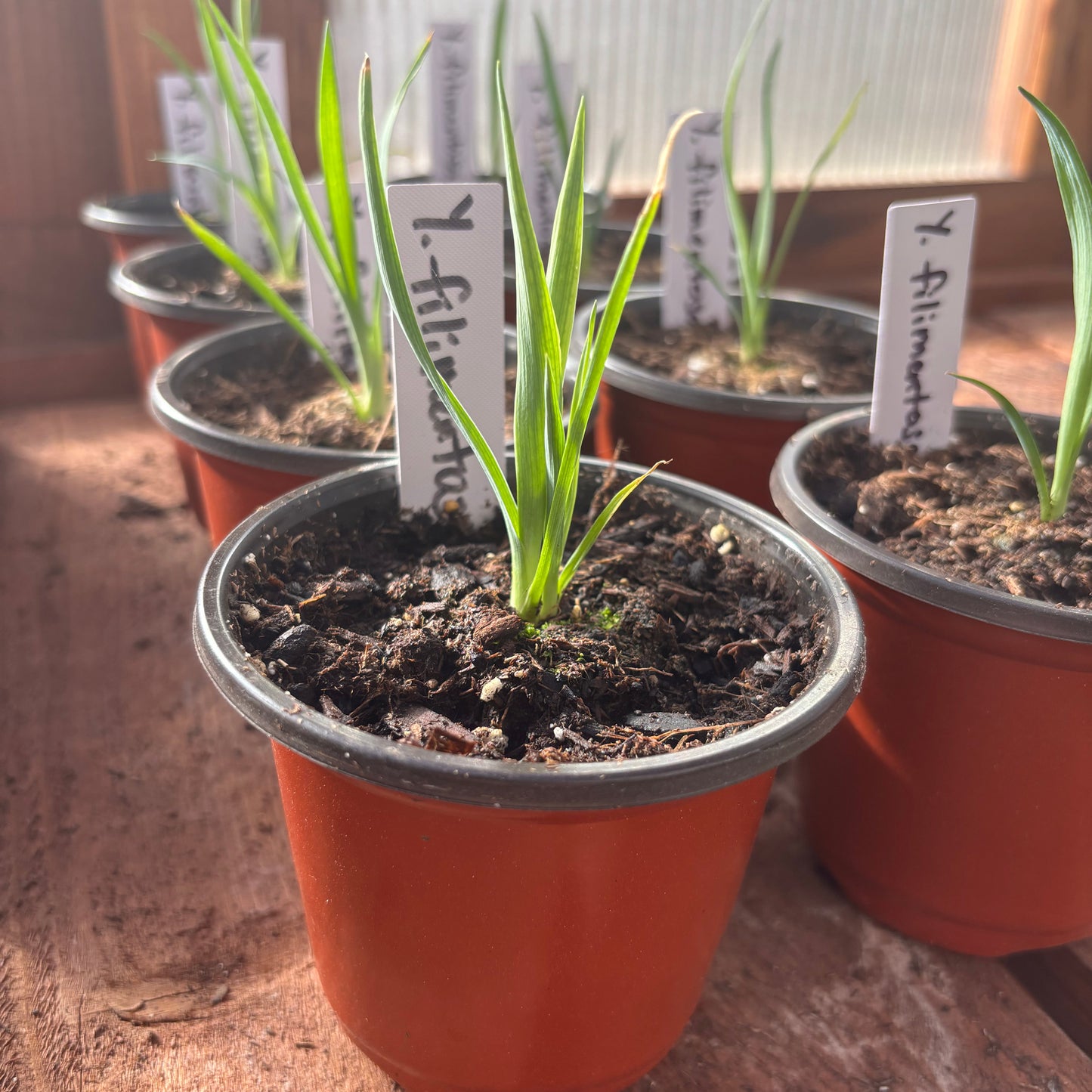 Yucca filimentosa 'Excalibur' COLD HARDY