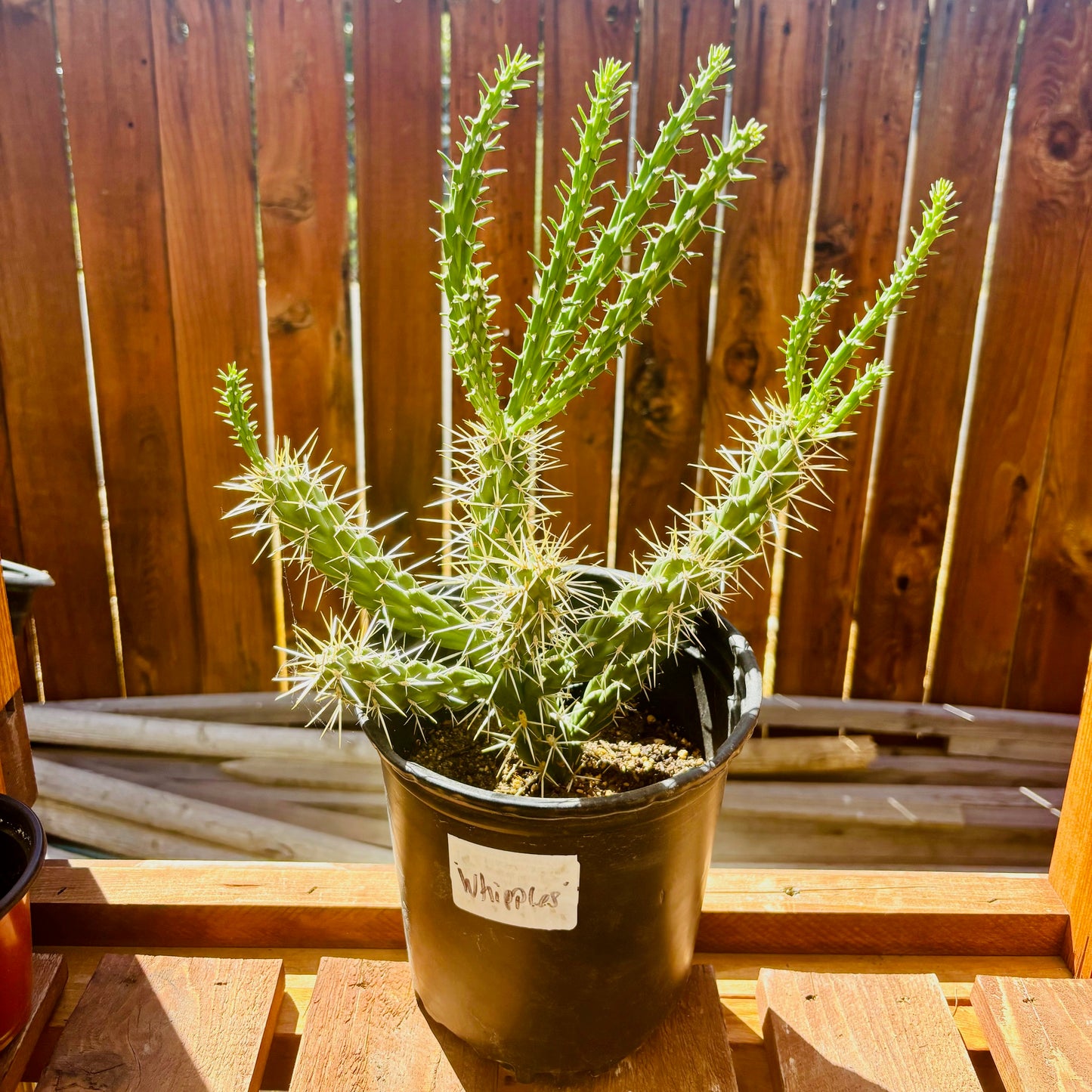 Whipple's Cholla Cactus (Cylindropuntia whipplei) COLD HARDY