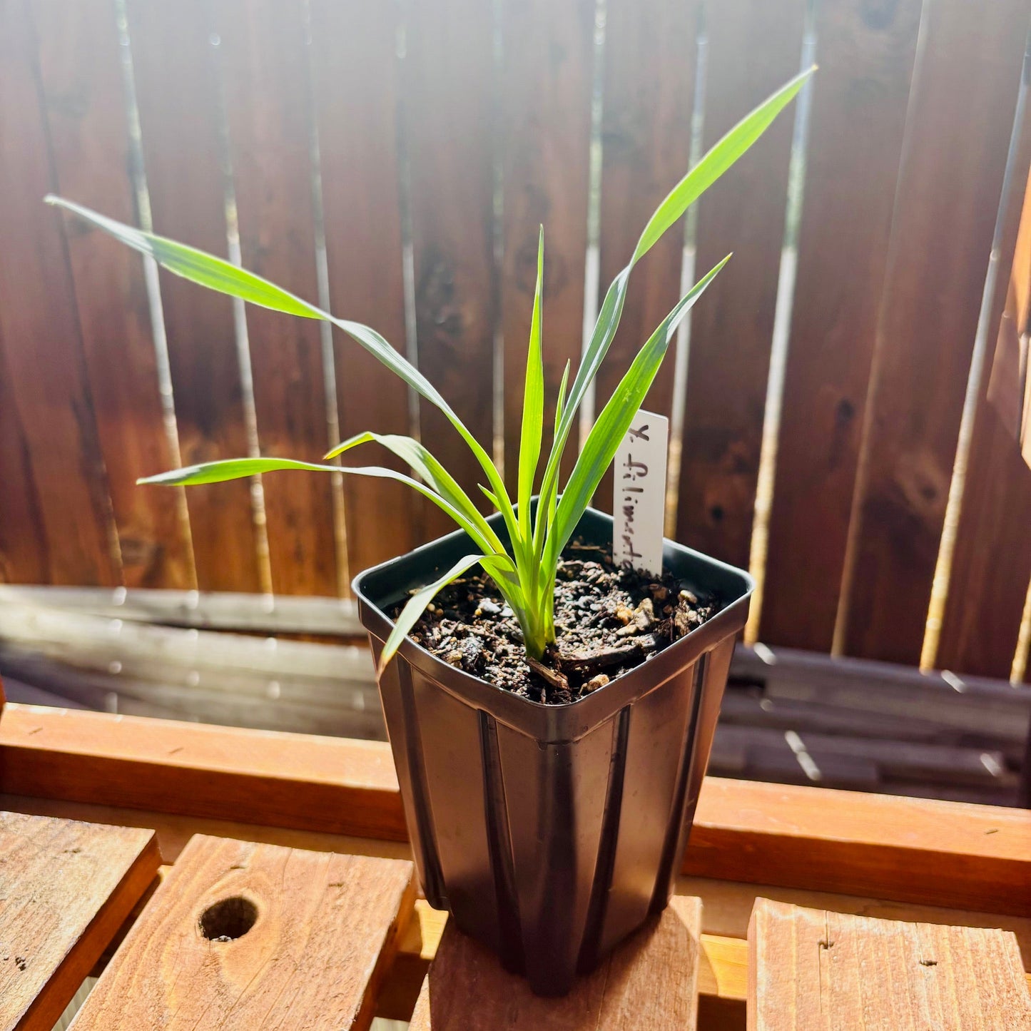 Yucca filimentosa 'Excalibur' COLD HARDY