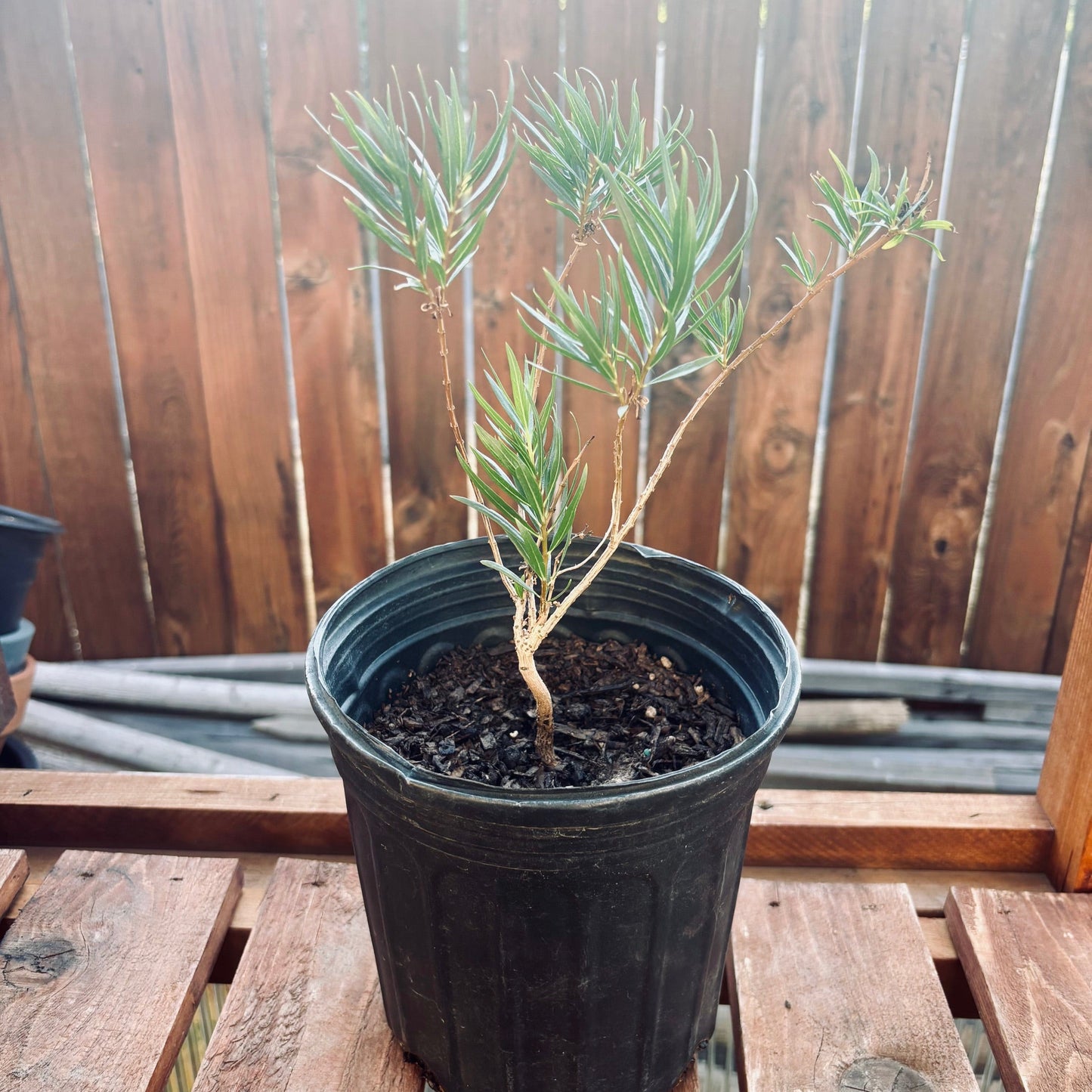 Chilopsis linearis 'Desert Willow' Tree - COLD HARDY