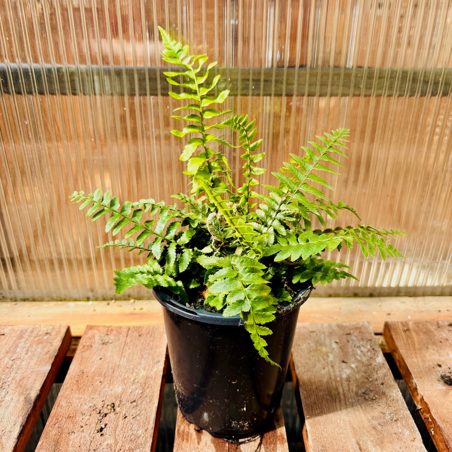 Western Sword Fern (P. munitum) 'Oregon Giant' COLD HARDY