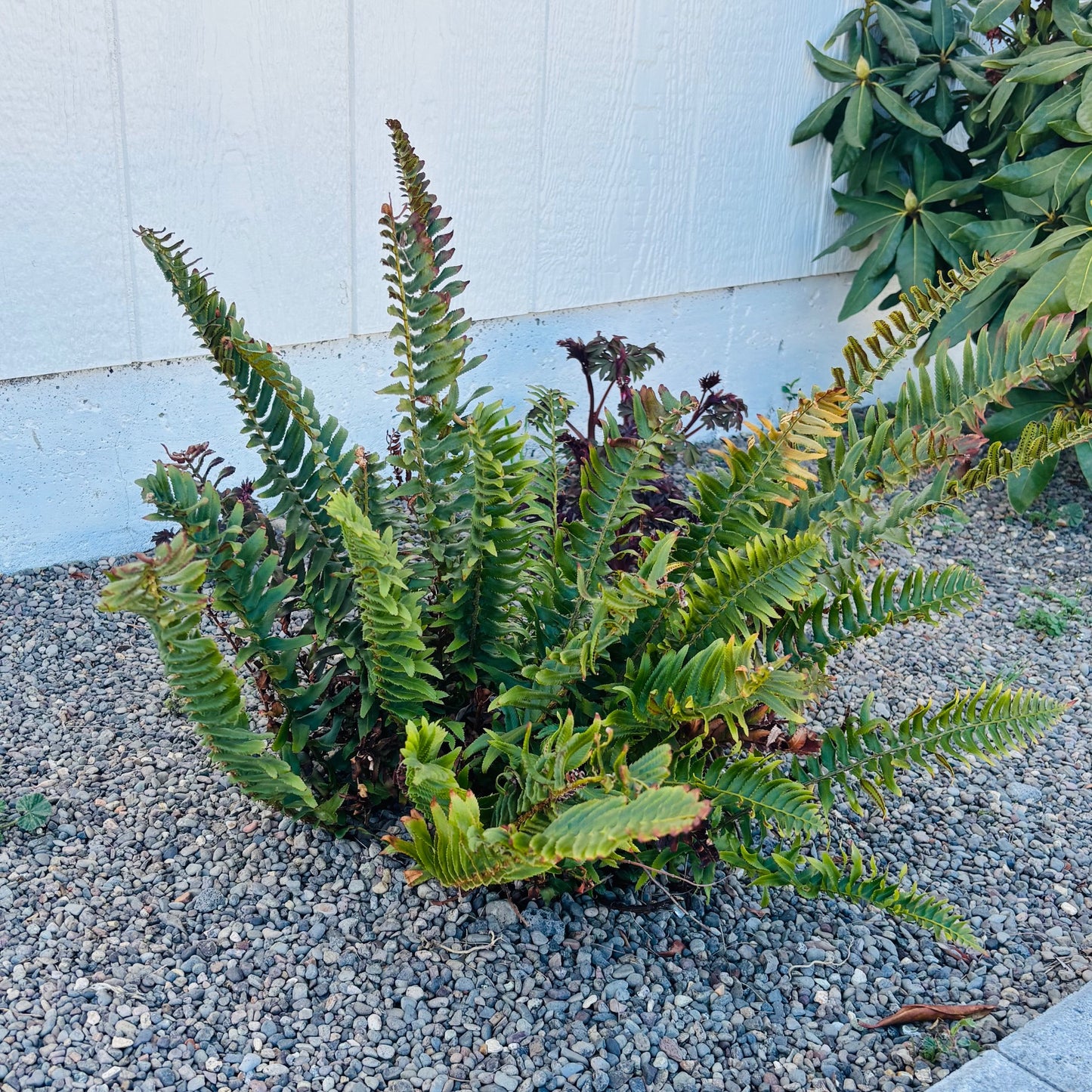 Western Sword Fern (P. munitum) 'Oregon Giant' COLD HARDY