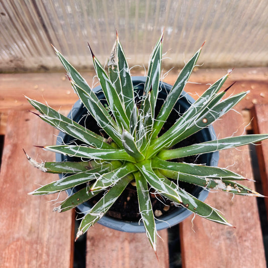 Agave toumeyana x 'Fairy Agave' COLD HARDY ZONE 6
