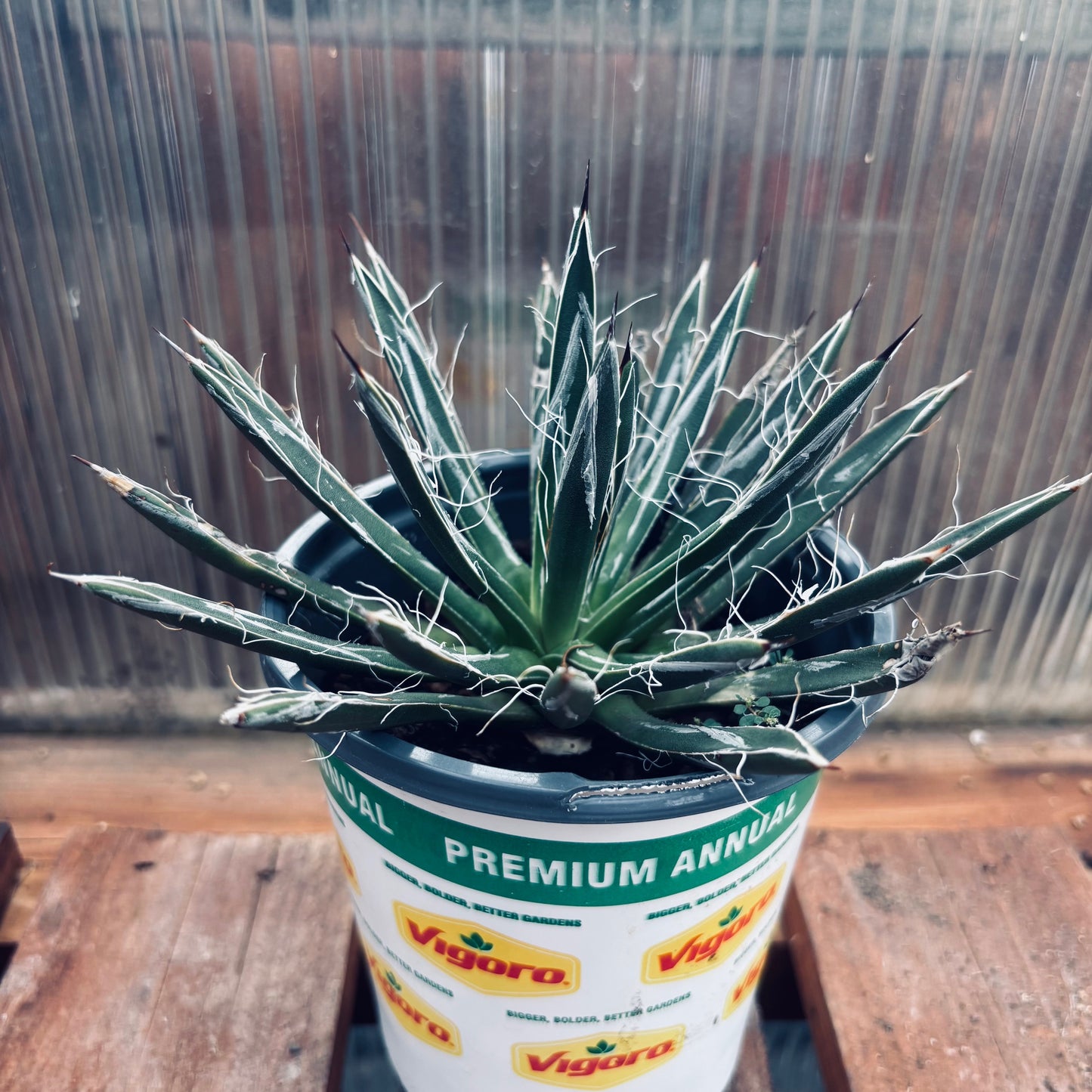 Agave toumeyana x 'Fairy Agave' COLD HARDY ZONE 6