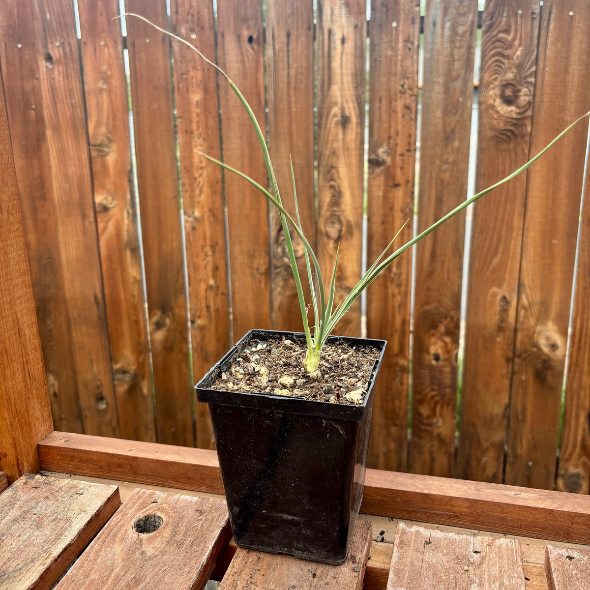 Yucca glauca 'Soapweed Yucca' COLD HARDY