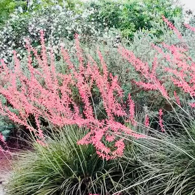 Hesperaloe parviflora ‘Pink Giant’ (False Pink Yucca) COLD HARDY zone 5!
