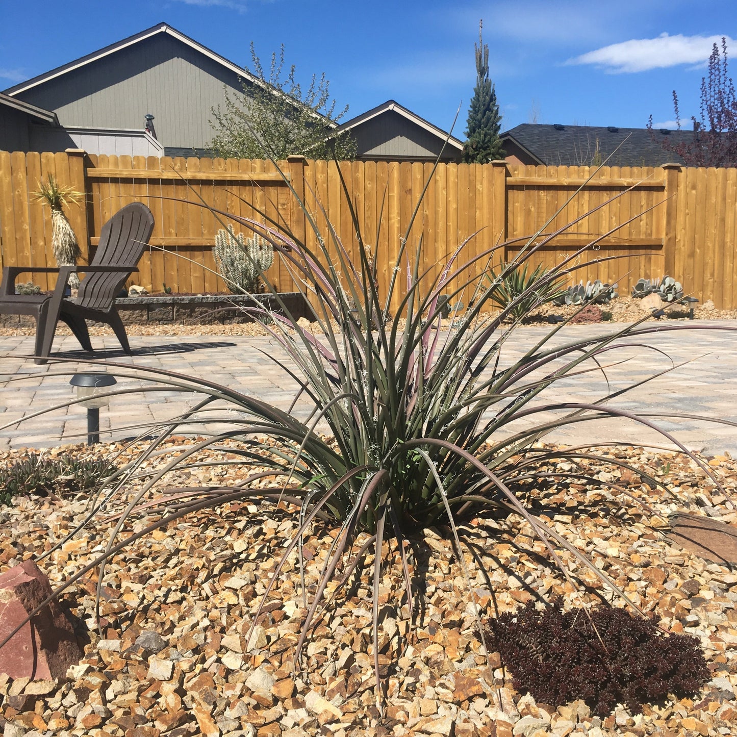 Hesperaloe parviflora (Red Yucca) COLD HARDY - Seeds!