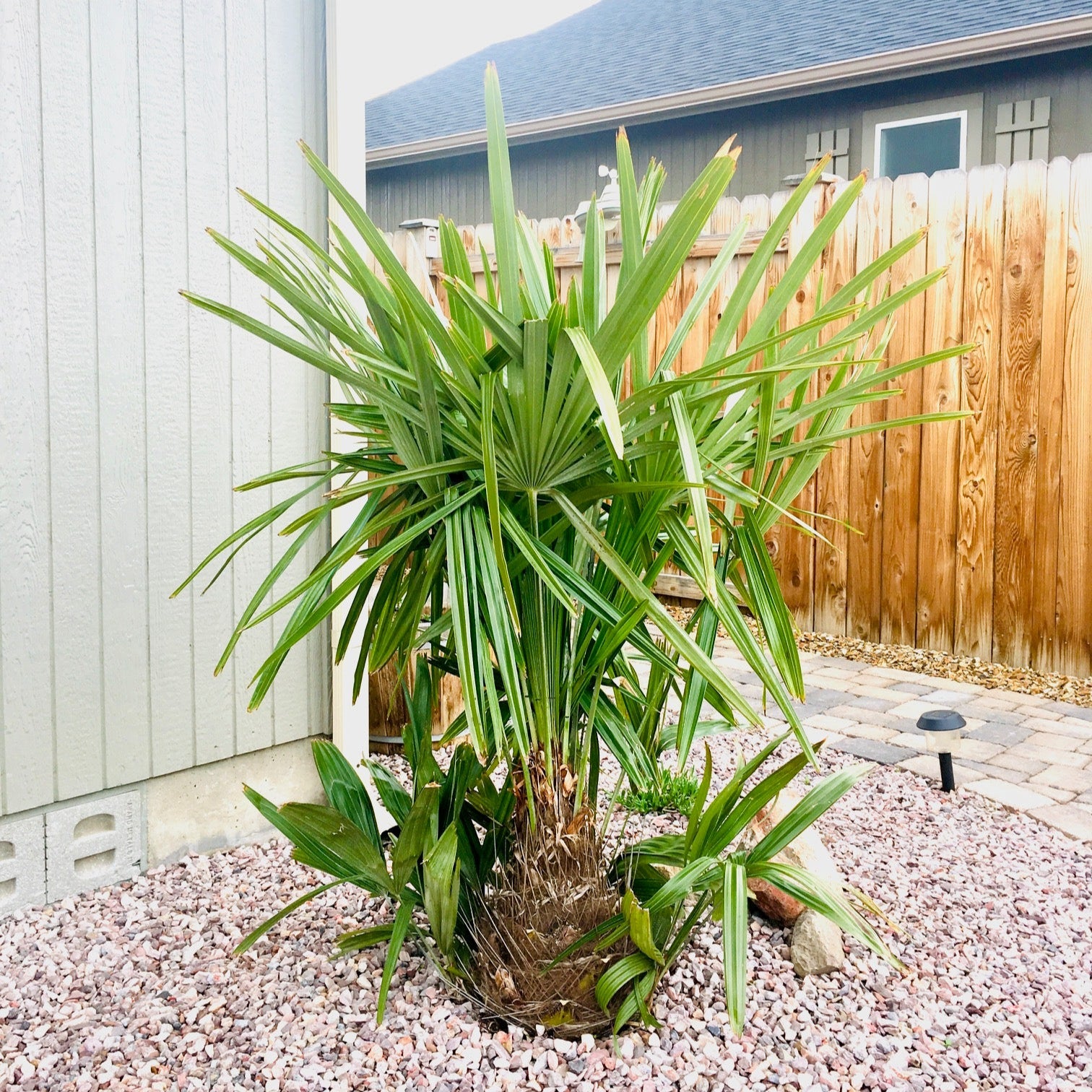 needle palm plant Rhapidophyllum hystrix ‘Oregon’ Needle Palm COLD HARDY