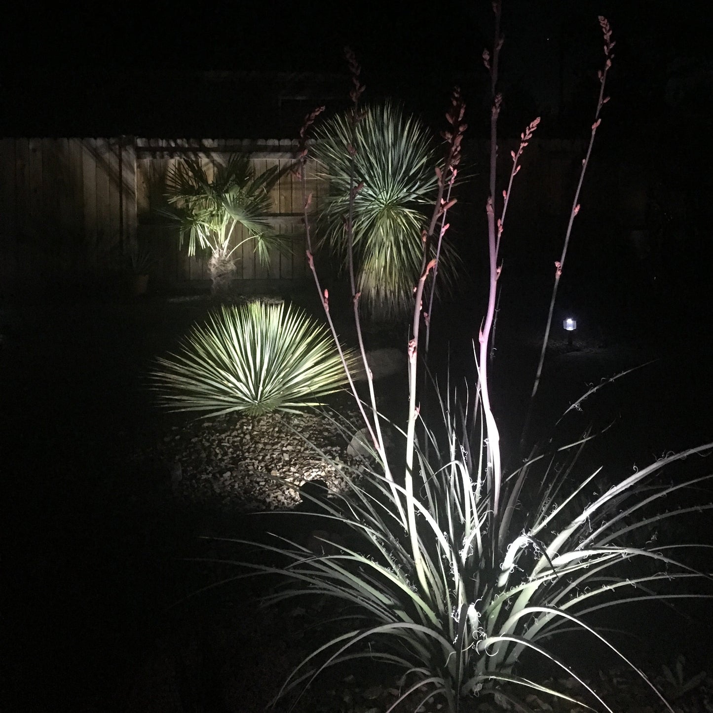 Hesperaloe parviflora (Red Yucca) COLD HARDY - Seeds!