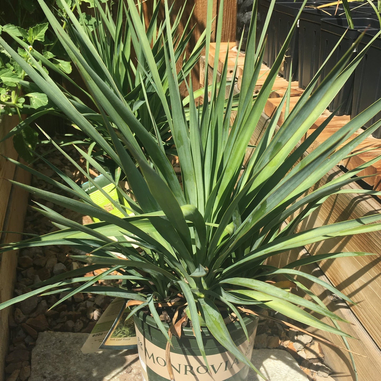 Yucca recurvifolia 'OR' - Curved Leaf Yucca COLD HARDY