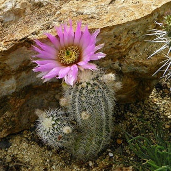 Lace Hedgehog Cactus 'High Desert Pink' (E. reichenbachii x) COLD HARDY