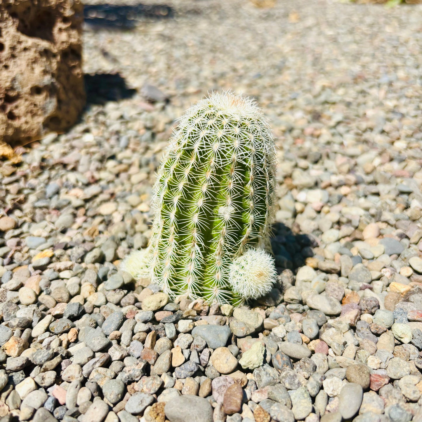 Lace Hedgehog Cactus 'High Desert Pink' (E. reichenbachii x) COLD HARDY