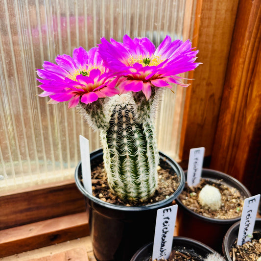 Lace Hedgehog Cactus 'High Desert Pink' (E. reichenbachii x) COLD HARDY