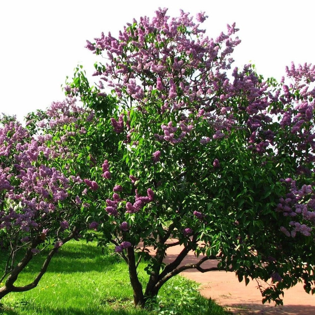 Syringa vulgaris 'Lilac' Tree - COLD HARDY - Seeds!