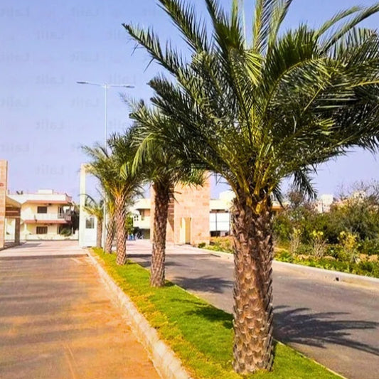 Phoenix dactylifera 'True Date Palm' COLD HARDY