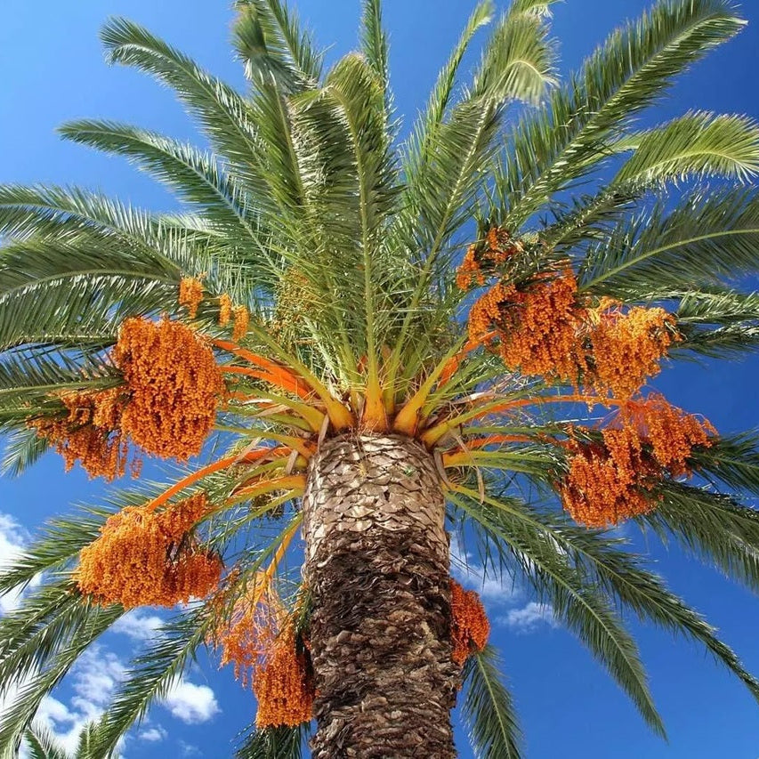 Phoenix dactylifera 'True Date Palm' COLD HARDY