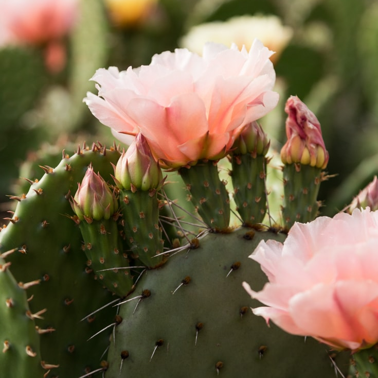 Prickly Pear Cactus 'Pina Colada' (Opuntia charlestonensis) Seeds