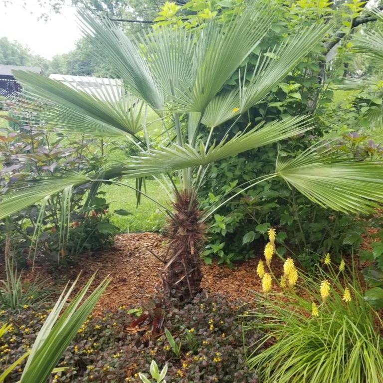 Trachycarpus 'Princeps' Palm COLD HARDY