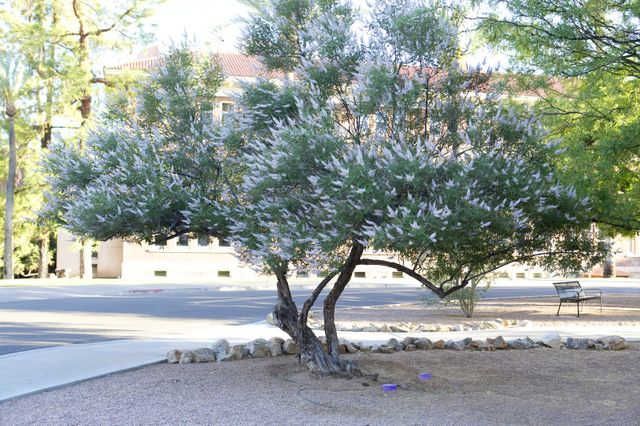 Vitex Agnus-castus 'Chaste' Tree - HARDY - Seeds!