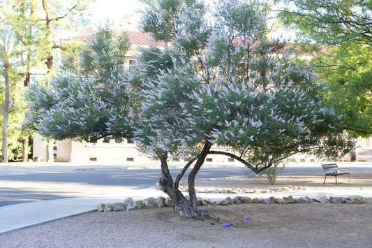 Vitex Agnus-castus 'Chaste' Tree - HARDY - Seeds!