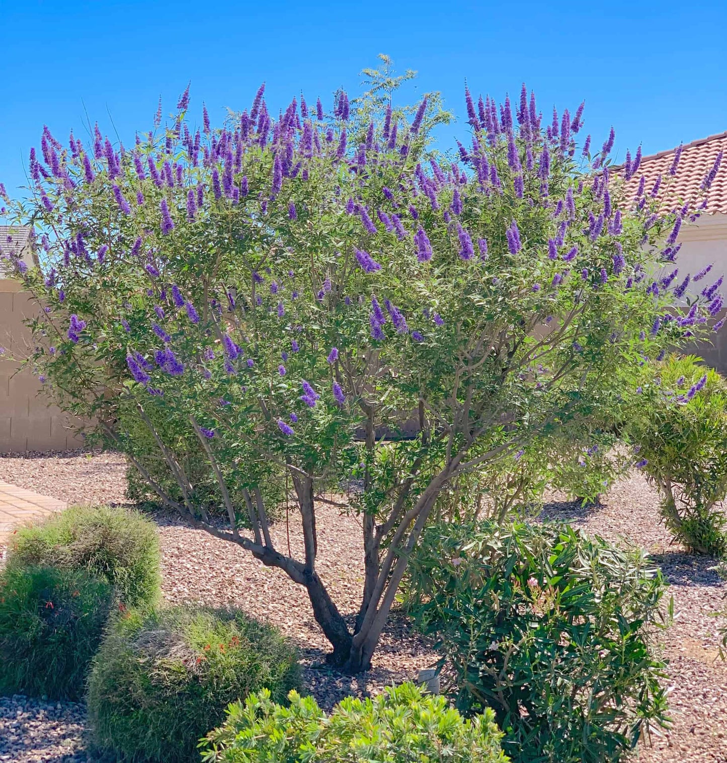 Vitex Agnus-castus 'Chaste' Tree - HARDY - Seeds!