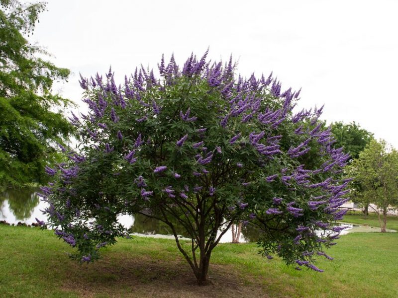 Vitex Agnus-castus 'Chaste' Tree - HARDY - Seeds!