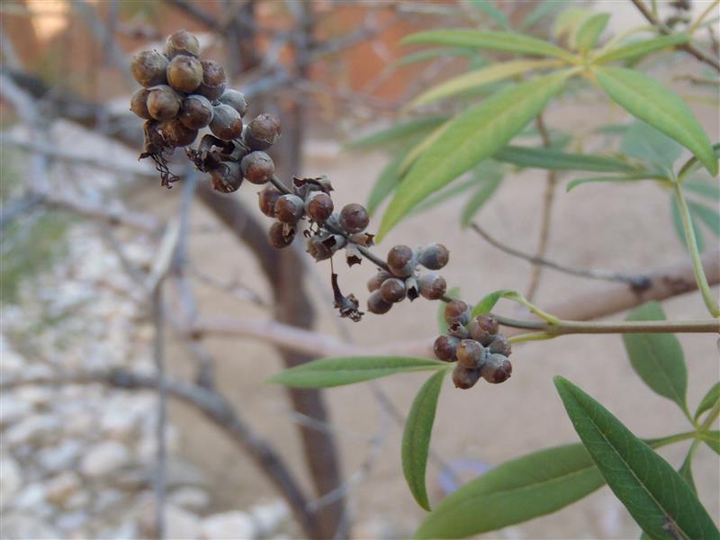 Vitex Agnus-castus 'Chaste' Tree - HARDY - Seeds!