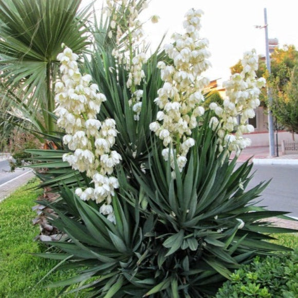 Yucca gloriosa 'Green' - Spanish Dagger COLD HARDY
