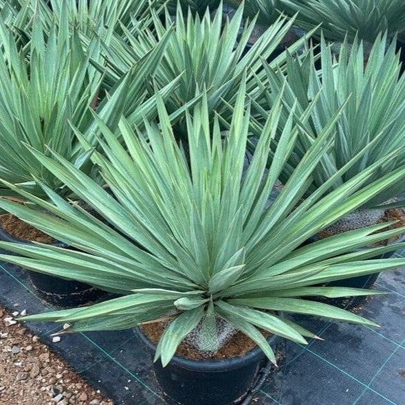 Yucca gloriosa 'Green' - Spanish Dagger COLD HARDY