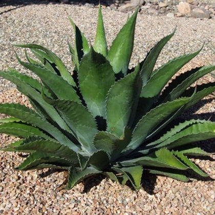 Agave montana 'High Desert' COLD HARDY ZONE 7