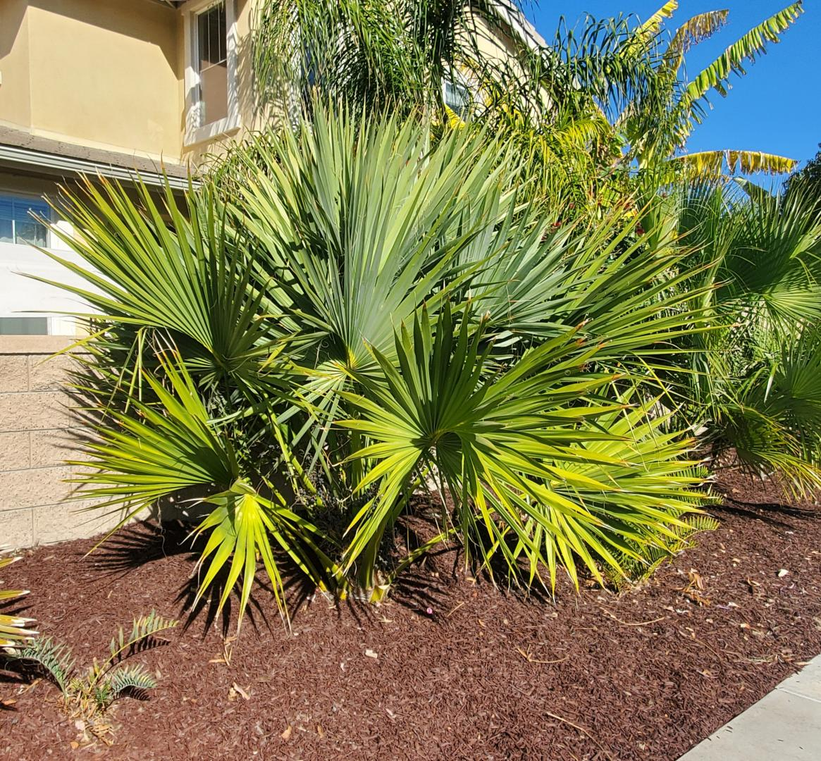 Sabal blackburniana ‘Blackburns Sabal’ Palm Tree - COLD HARDY