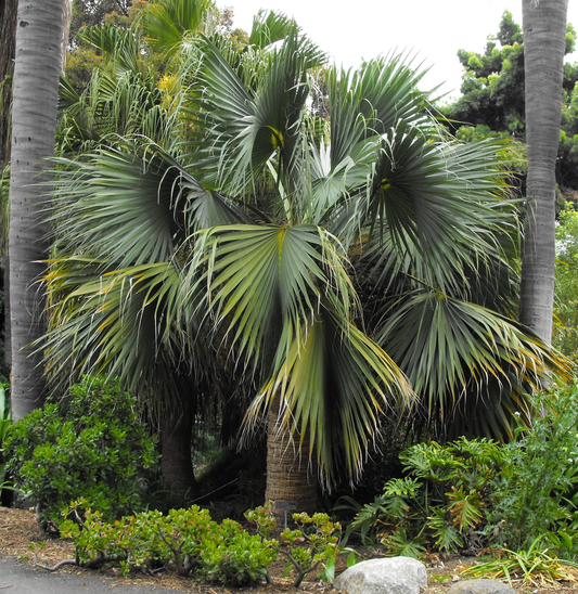 Sabal blackburniana ‘Blackburns Sabal’ Palm Tree - COLD HARDY