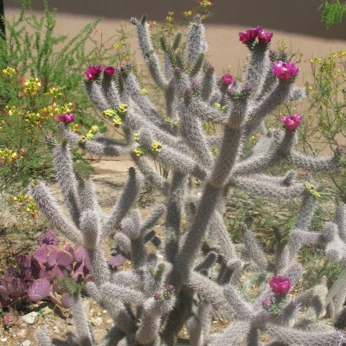 Cane Cholla Cactus 'NM' (C. spinosior) - COLD HARDY