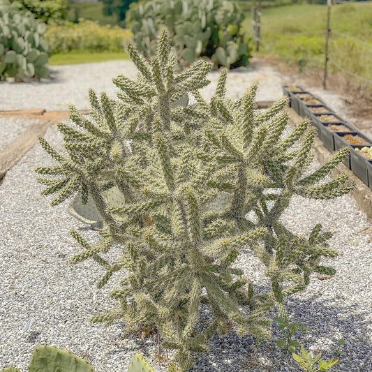Cane Cholla Cactus 'NM' (C. spinosior) - COLD HARDY
