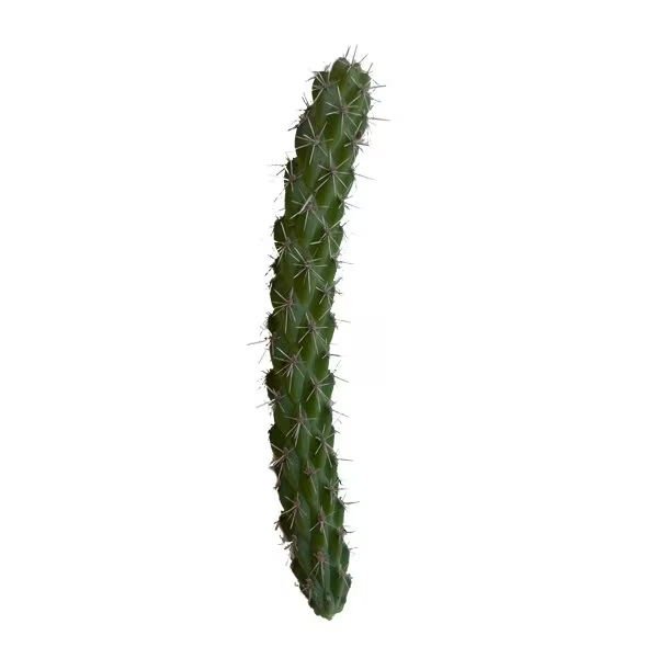 Tree Cholla Cactus 'Oregon Giant' (imbricata x) COLD HARDY