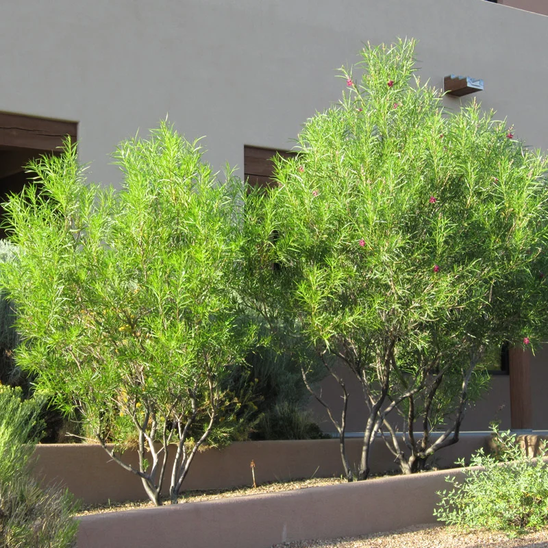 Chilopsis linearis 'Desert Willow' Tree - HARDY - Seeds!