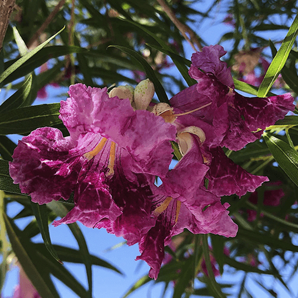 Chilopsis linearis 'Desert Willow' Tree - HARDY - Seeds!