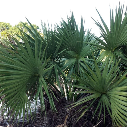 Sabal etonia ‘Scrub Palmetto’ Palm Tree - COLD HARDY