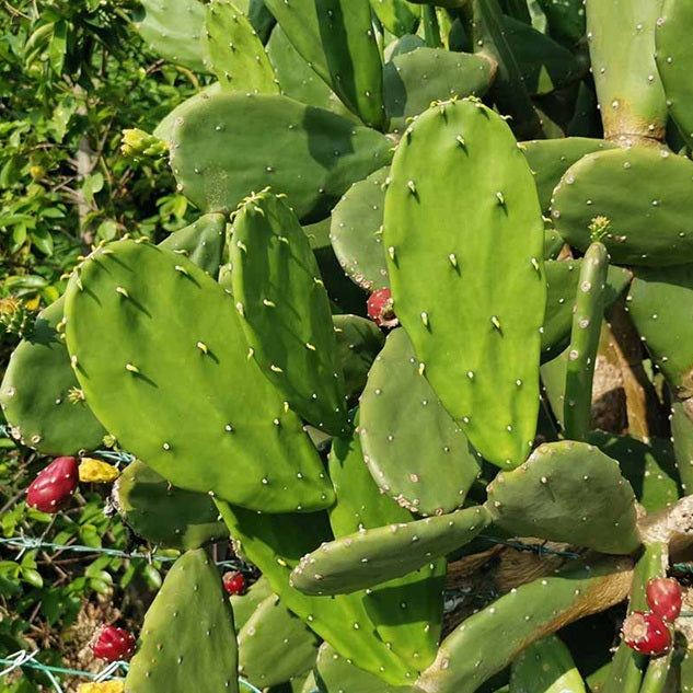 Prickly Pear Cactus 'Flame Thrower' (Opuntia humifusa x) COLD HARDY