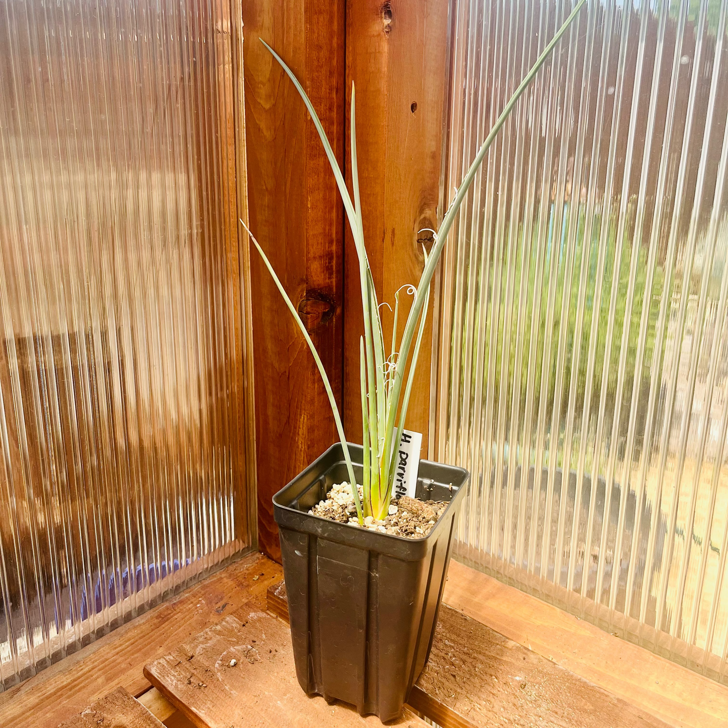 Hesperaloe parviflora ‘Yellow’ (False Yellow Yucca) COLD HARDY zone 5!