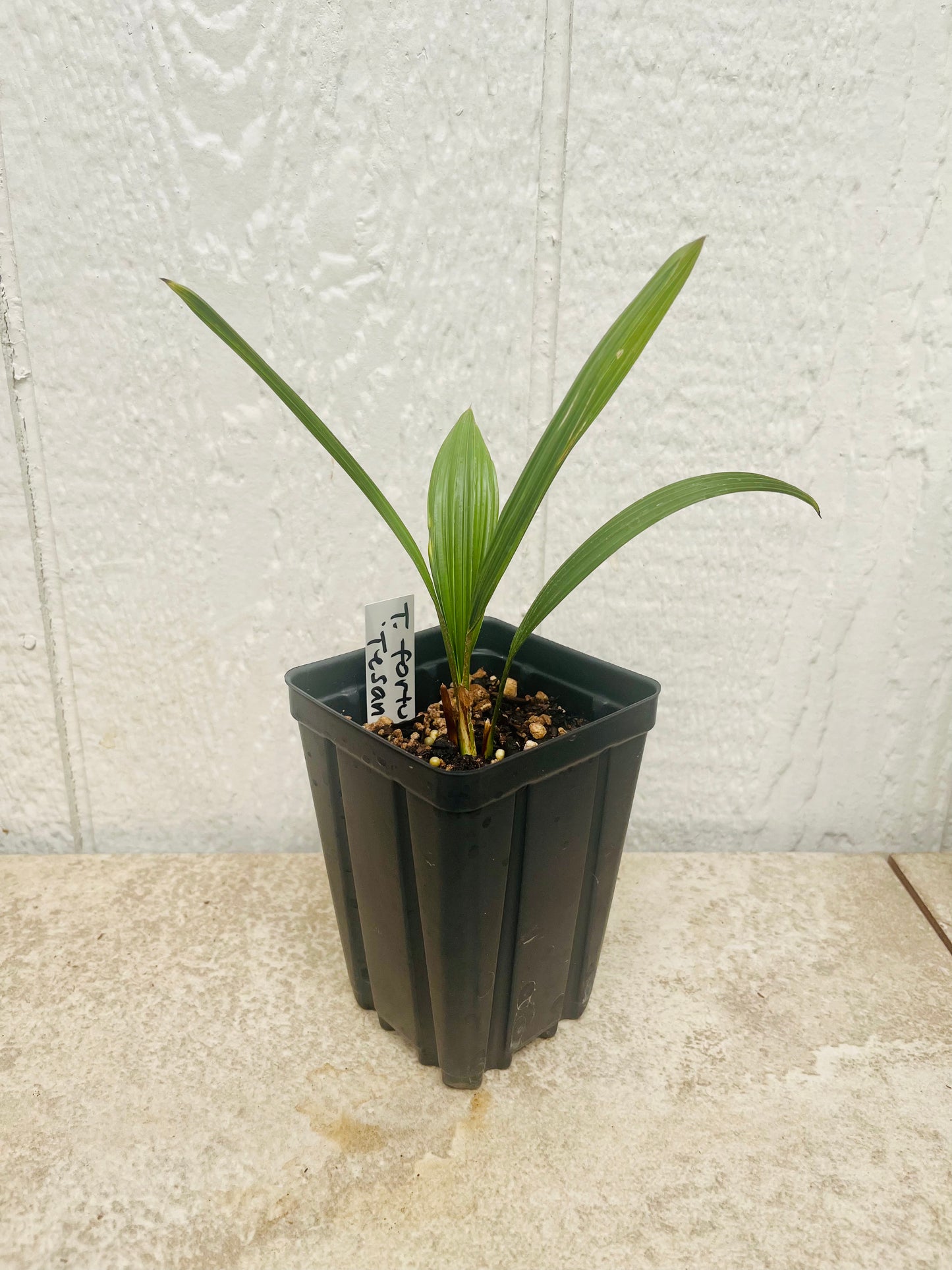 Trachycarpus fortunei 'Tesan' Windmill Palm COLD HARDY