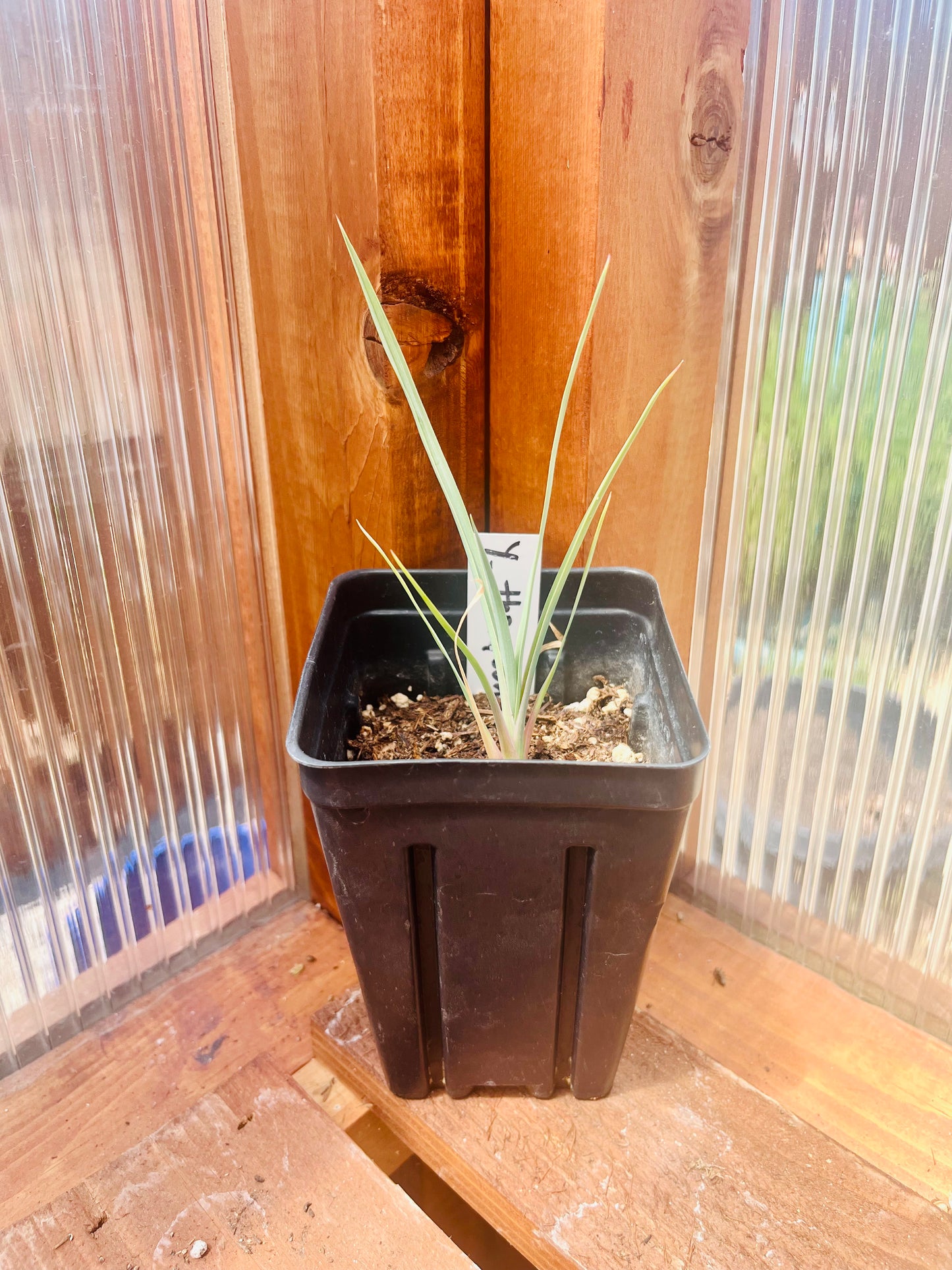 Yucca thompsoniana 'OR' (Thompson Yucca) COLD HARDY