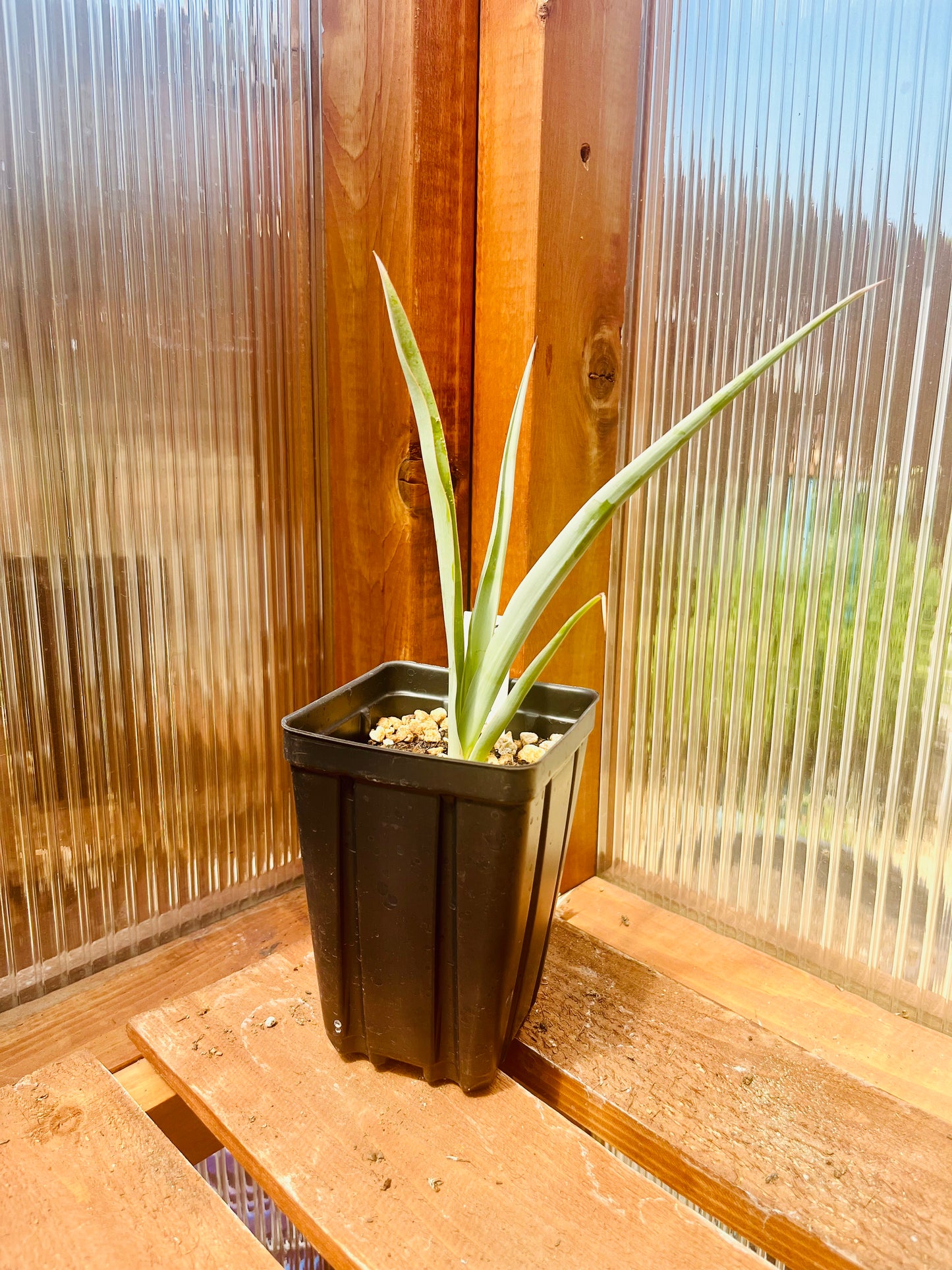 Yucca torreyi (Torrey's Yucca) Oregon COLD HARDY