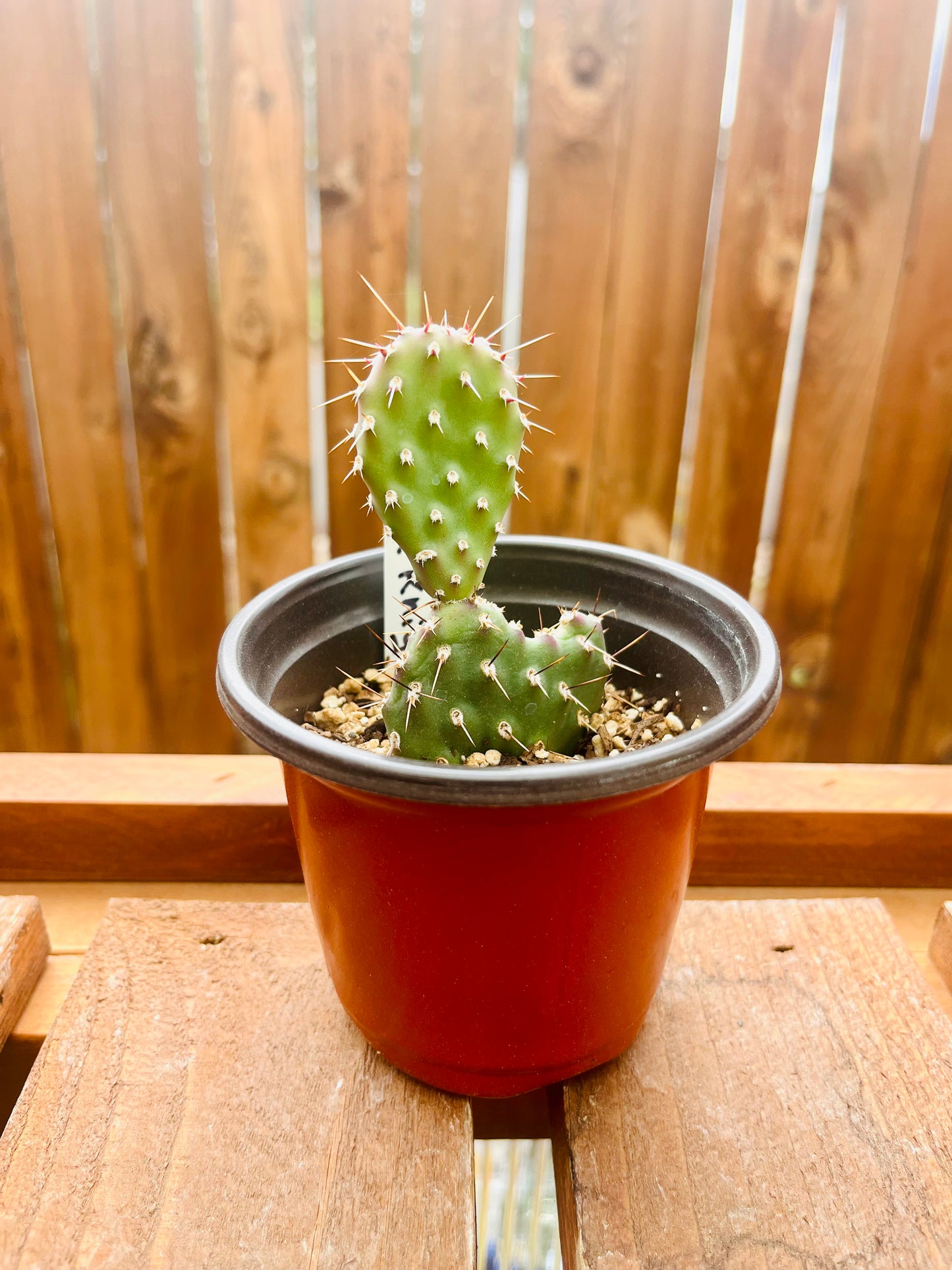 Prickly Pear Cactus 'Dark Knight' (Opuntia rhodantha) COLD HARDY