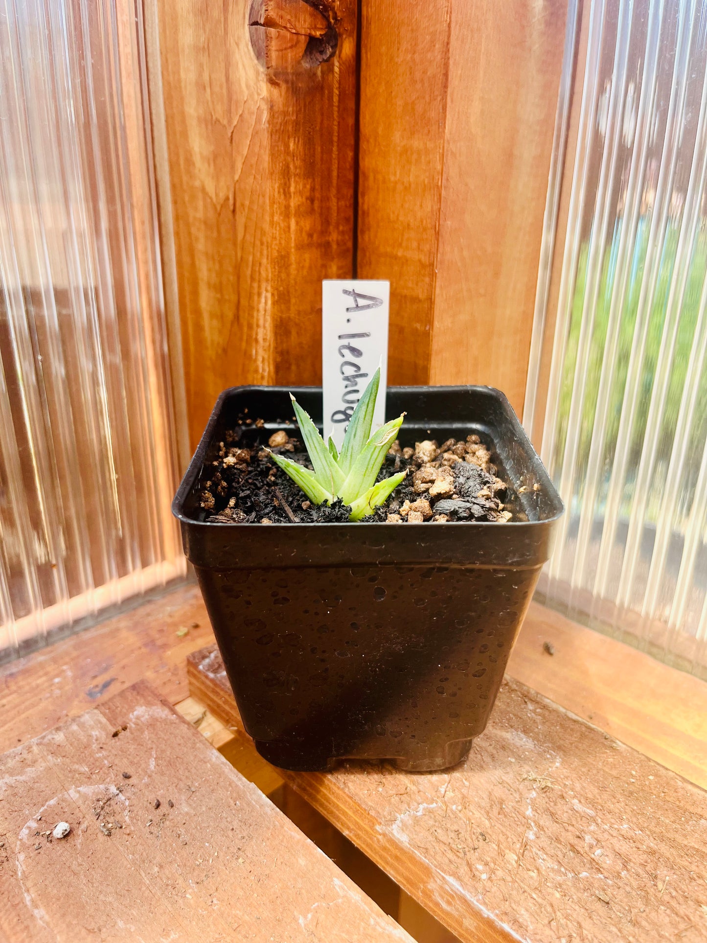 Agave lechuguilla 'Shin Dagger" COLD HARDY ZONE 6