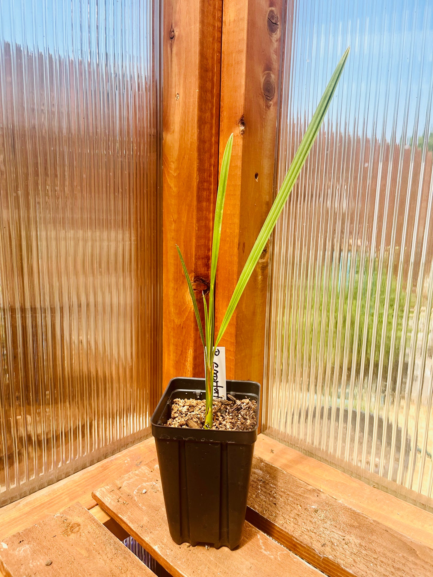 Butia capitata (odorata) 'Blue' Pindo Palm - COLD HARDY