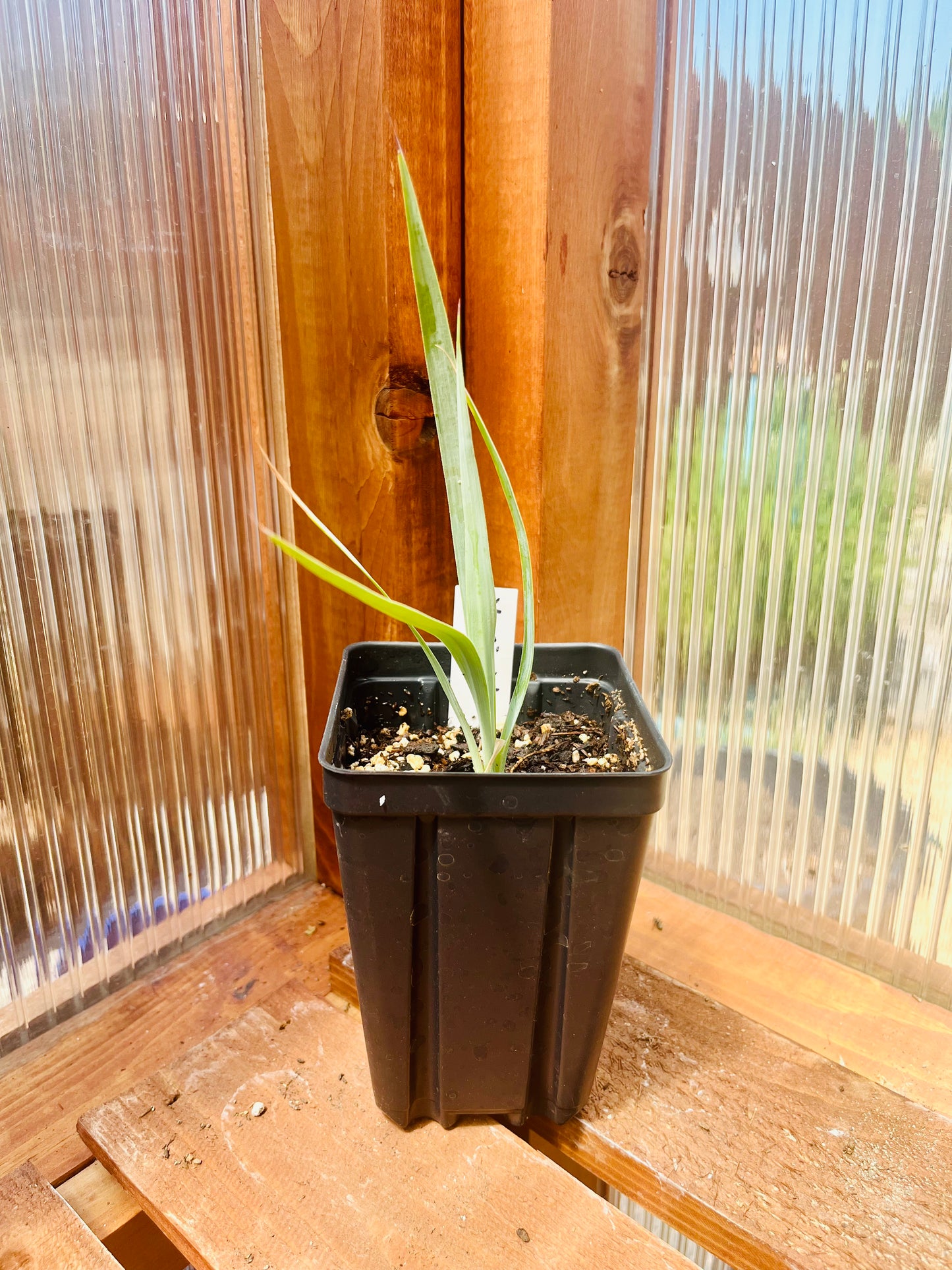 Yucca rigida 'Blue Yucca' Oregon COLD HARDY