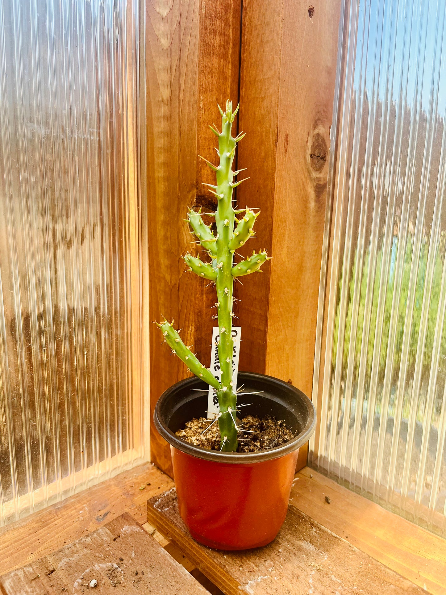 Candle Cholla Cactus (Cylindropuntia kleiniae) - COLD HARDY